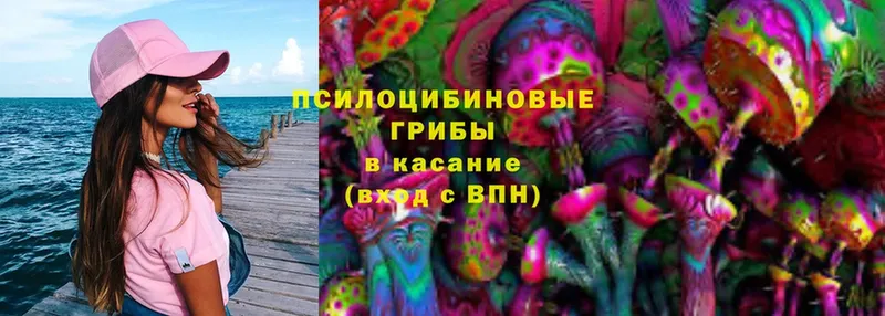 Псилоцибиновые грибы Psilocybine cubensis Мценск